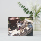 ハスキー・サム ポストカード (スタンド正面)