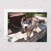 ハスキー・サム ポストカード (正面/裏面)