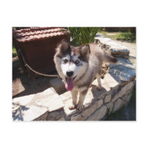 ハスキー・サム