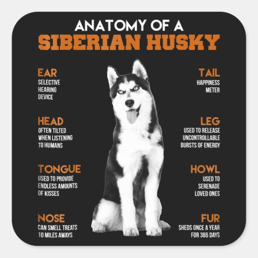 ハスキー |シベリアのハスキー犬の解剖学 スクエアシール (正面)