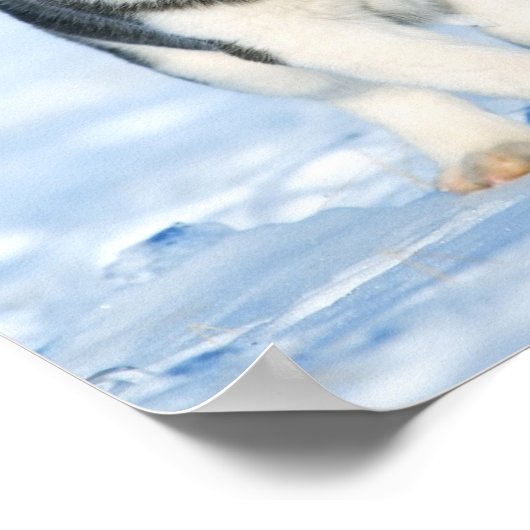 ハスキー ポスター (角)