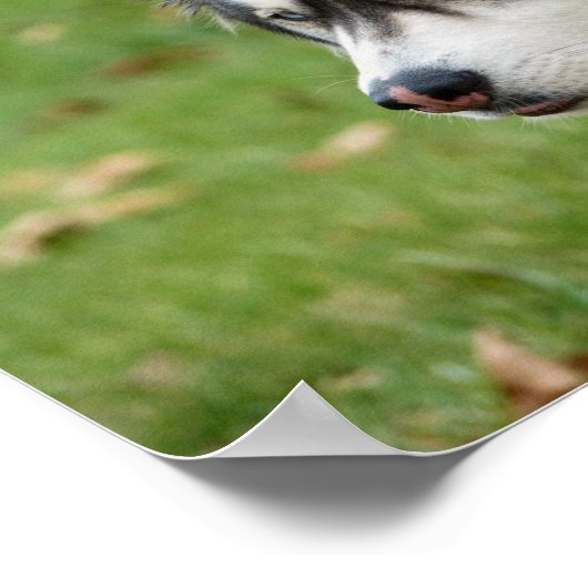 ハスキー ポスター (角)