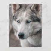 ハスキー ポストカード (正面)