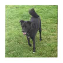 ハスキ素晴らしー/ラボの十字セラミックタイル