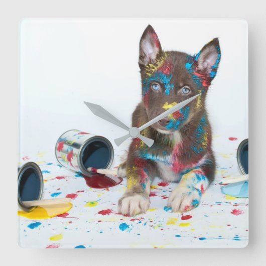 ハスキ間抜けーな子得犬がバケツ絵を描に入る スクエア壁時計 (正面)
