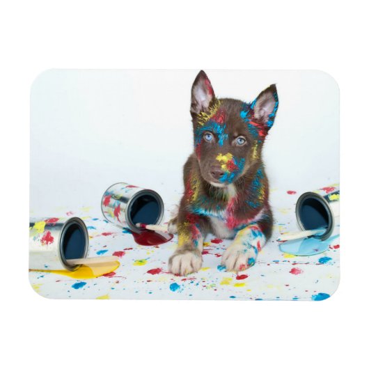 ハスキ間抜けーな子得犬がバケツ絵を描に入る マグネット (横)