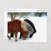 ハスター ポストカード (正面/裏面)