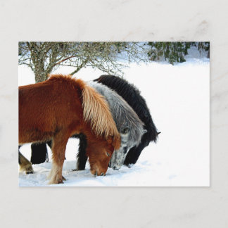 ハスター ポストカード