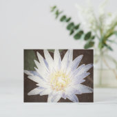 ハス絵を描ハガキ ポストカード (スタンド正面)