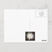 ハス絵を描ハガキ ポストカード (裏面)