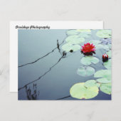 ハス・オン・ウォーター ポストカード (正面/裏面)