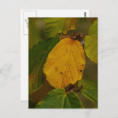 ハゼルハガキ ポストカード (正面/裏面)