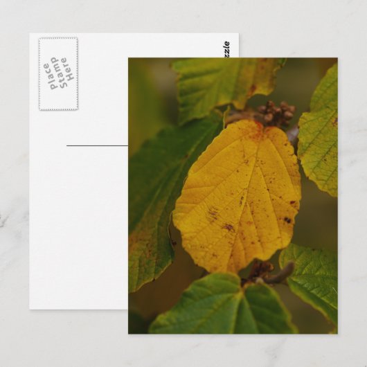 ハゼルハガキ ポストカード (正面/裏面)