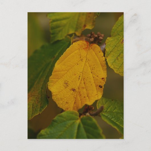 ハゼルハガキ ポストカード (正面)