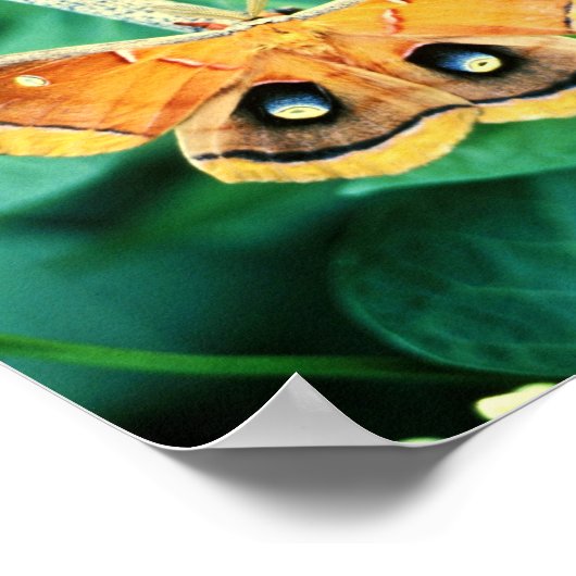 ハタバガ ポスター (角)