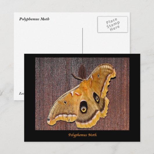 ハタバガ ポストカード (正面/裏面)