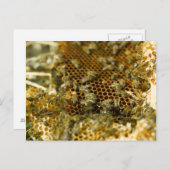 ハチが巣に棲む,西ケープ,南アフリカ ポストカード (正面/裏面)