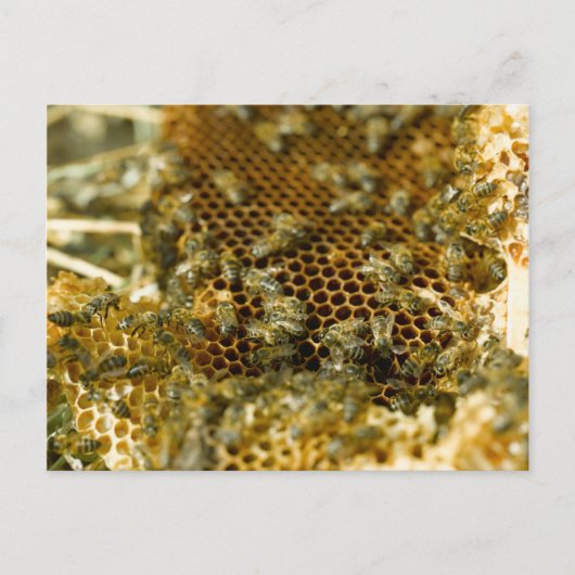 ハチが巣に棲む,西ケープ,南アフリカ ポストカード (正面)