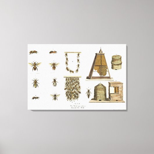 ハチとビー保ズ、「若い猟師」からp キャンバスプリント (正面)