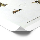 ハチとビー保ズ、「若い猟師」からp ポスター (角)