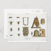 ハチとビー保ズ、「若い猟師」からp ポストカード (正面/裏面)