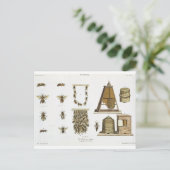 ハチとビー保ズ、「若い猟師」からp ポストカード (スタンド正面)