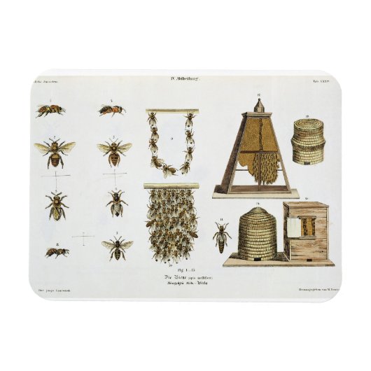 ハチとビー保ズ、「若い猟師」からp マグネット (横)