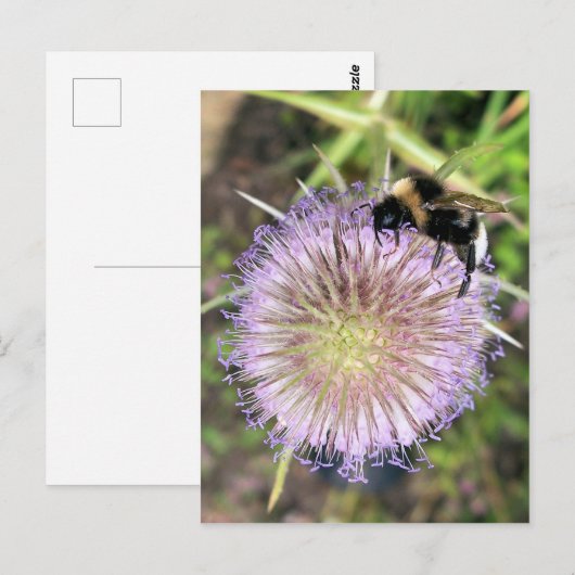 ハチと花 ポストカード (正面/裏面)