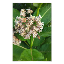 ハチの分裂と征服 フォトプリント