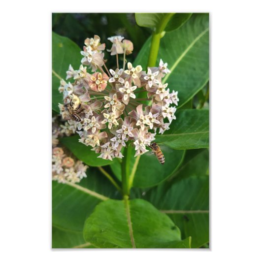 ハチの分裂と征服 フォトプリント            (正面)