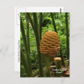 ハチの巣生姜トロピカルプラント ポストカード (正面/裏面)