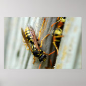 ハチの巣 ポスター (正面)