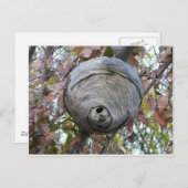 ハチの巣 ポストカード (正面/裏面)