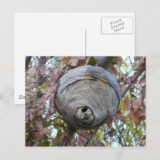 ハチの巣 ポストカード (正面/裏面)