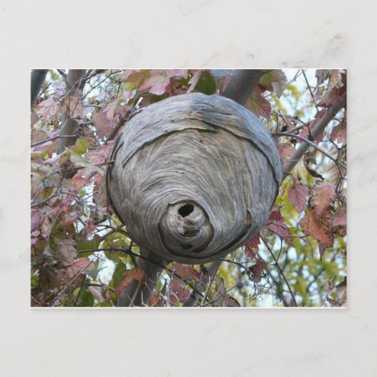 ハチの巣 ポストカード (正面)