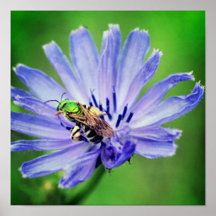 ハチの花をクローズアップ ポスター