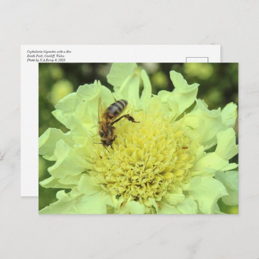 ハチを持つセファリアの巨大な茶 ポストカード (正面/裏面)