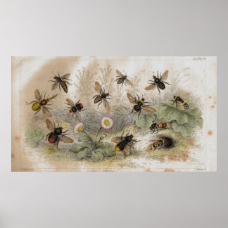ハチアンティークリトグラフプリント ポスター