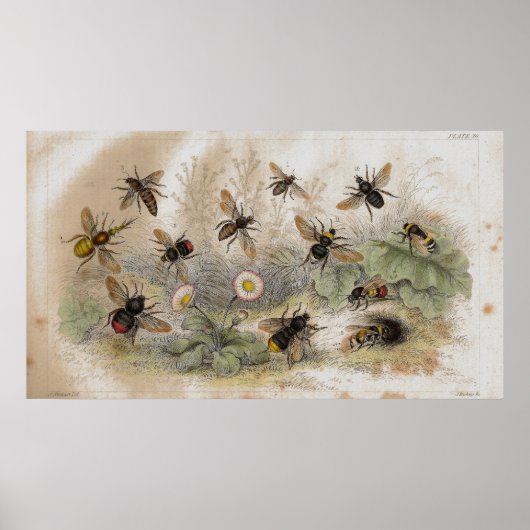 ハチアンティークリトグラフプリント ポスター (正面)