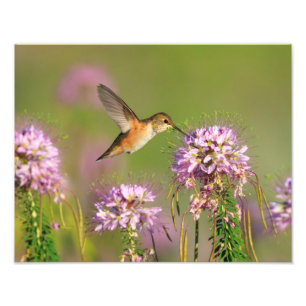 ハチドリおよび野生の花 フォトプリント