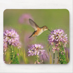 ハチドリおよび野生の花 マウスパッド