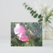 ハチドリとアオギリの花 ポストカード (スタンド正面)