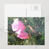 ハチドリとアオギリの花 ポストカード (正面/裏面)
