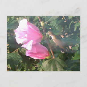 ハチドリとアオギリの花 ポストカード