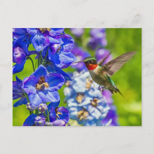 ハチドリとデルフィニウム ポストカード (正面)