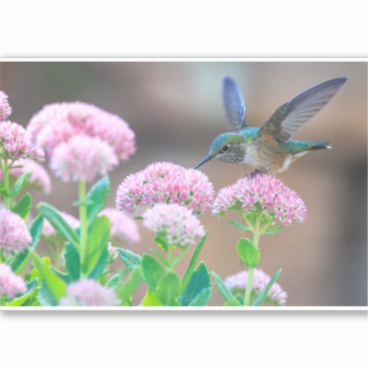 ハチドリと蜜 シール (正面)