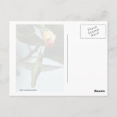 ハチドリと黄色バラ ポストカード (裏面)