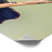 ハチドリのカップルが一緒に動いた ポスター (角)