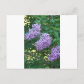 ハチドリのプレゼントアイデア ポストカード (正面)