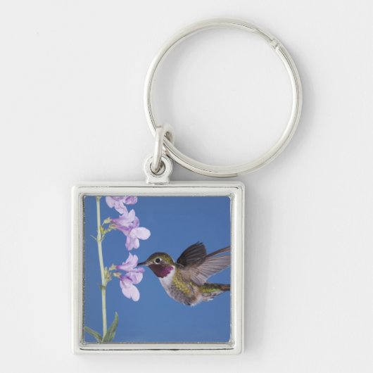 ハチドリの一種Broad-tailed Hummingbird, Selasphorus キーホルダー (正面)
